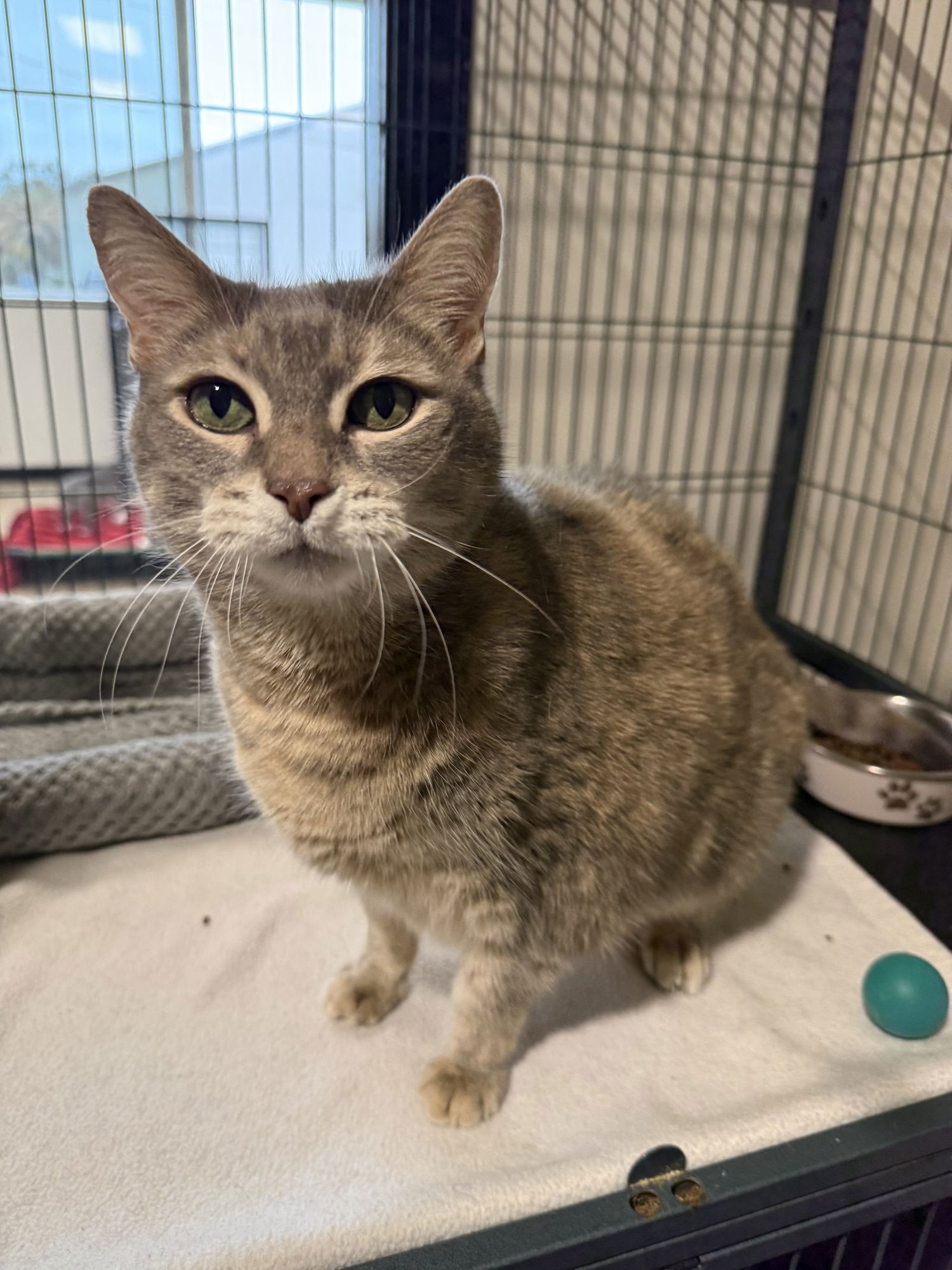KITTY CAT FH - Domestic Short Hair available for adoption