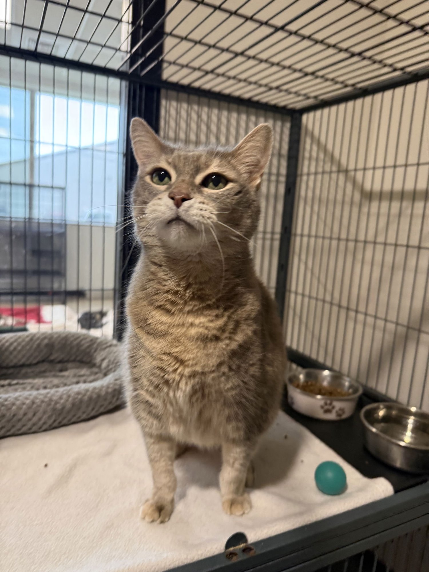 KITTY CAT FH - Domestic Short Hair available for adoption