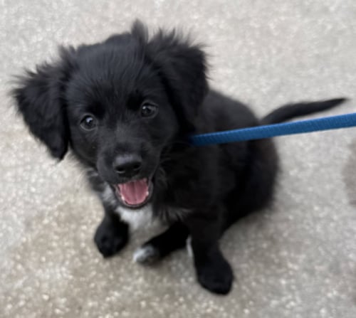 BEAR - Dachshund available for adoption