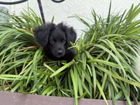 Bear - Photo 2
