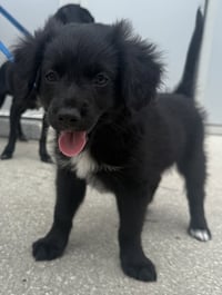 Bear - Photo 3