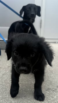 Bear - Photo 4