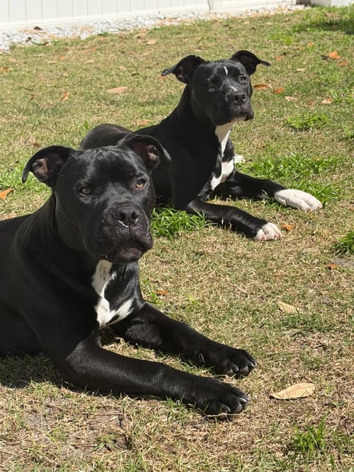 MAGNETO AKA CASH - American Bulldog / Terrier available for adoption