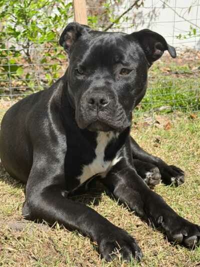 MAGNETO AKA CASH - American Bulldog / Terrier available for adoption