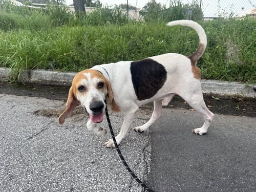 WYATT - Beagle / Treeing Walker Coonhound for adoption in Deltona