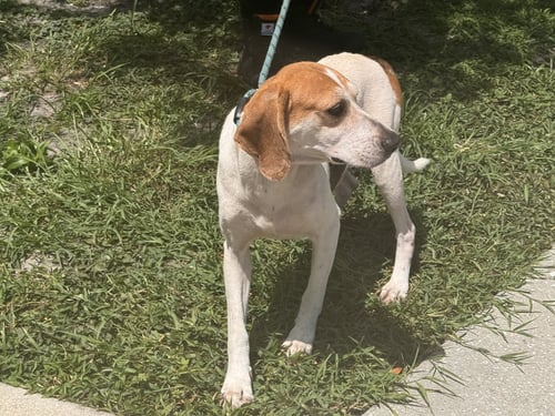 WYATT - Beagle / Treeing Walker Coonhound available for adoption