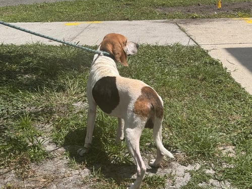 WYATT - Beagle / Treeing Walker Coonhound available for adoption