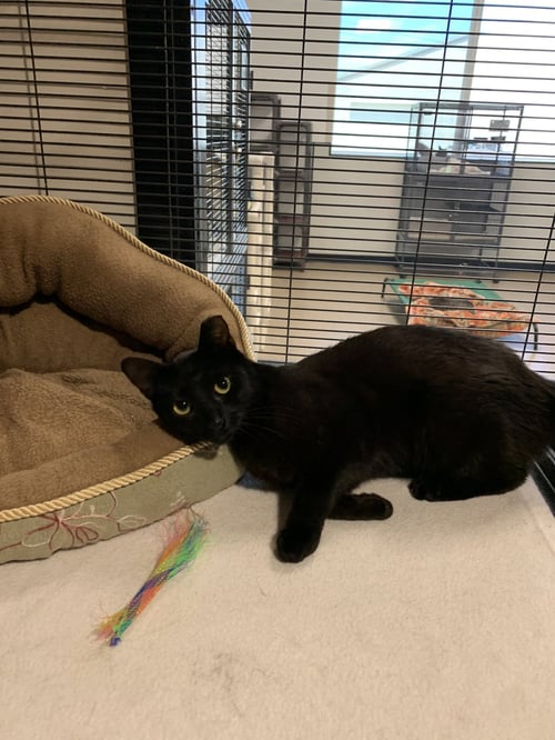 MAVIS - Domestic Short Hair available for adoption