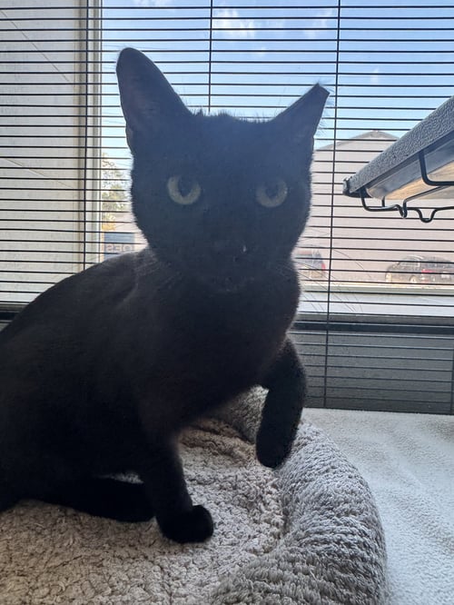 MAVIS - Domestic Short Hair available for adoption