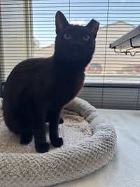 Mavis - Photo 3