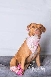 Amora - Photo 19