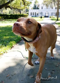 Amora - Photo 4