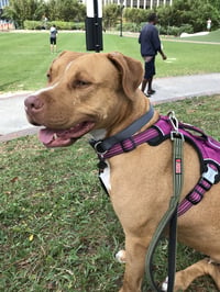 Amora - Photo 23