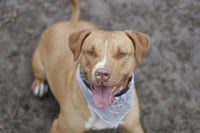 Amora - Photo 12