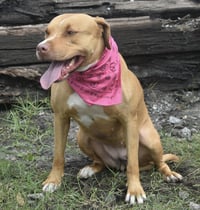 Amora - Photo 11