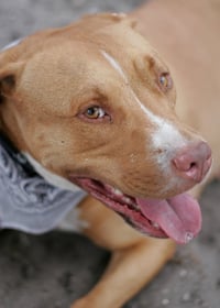 Amora - Photo 20
