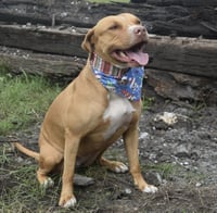 Amora - Photo 8