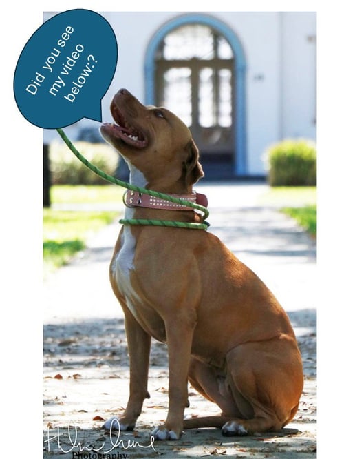 AMORA - American Staffordshire Terrier available for adoption