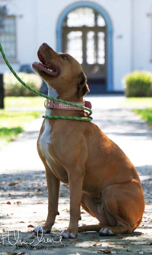 AMORA - American Staffordshire Terrier available for adoption