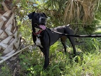 Rosie - Photo 3