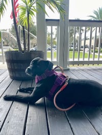 Rosie - Photo 2