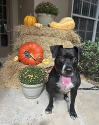 Rosie - Photo 10