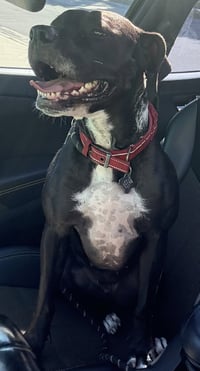 Rosie - Photo 12