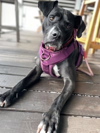Rosie - Photo 1