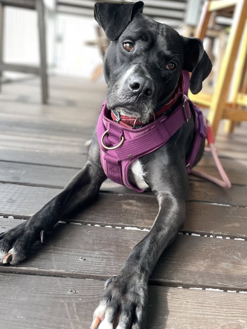 ROSIE - Black Labrador Retriever / Boxer available for adoption