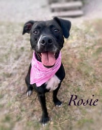 Rosie - Photo 16