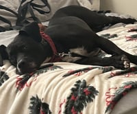 Rosie - Photo 9