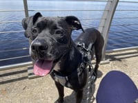 Rosie - Photo 4
