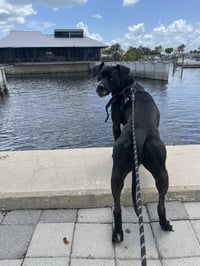 Rosie - Photo 5