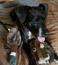 Rosie - Photo 8