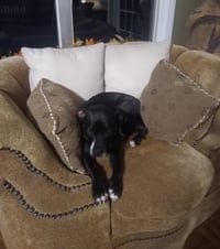 Rosie - Photo 7