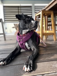 Rosie - Photo 17