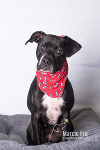 Rosie - Photo 15