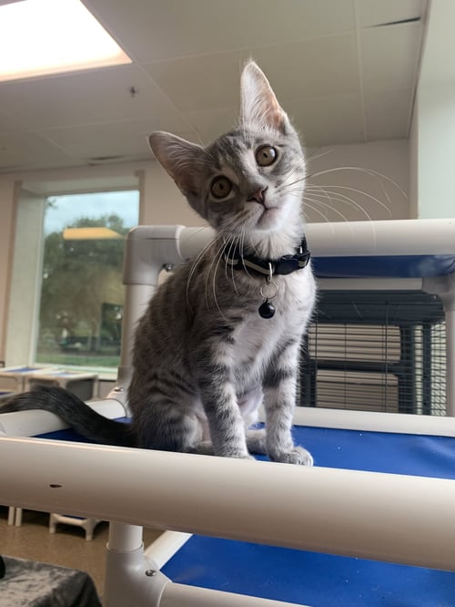 ARIEL - Domestic Medium Hair available for adoption