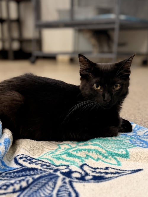 COBRA - Domestic Medium Hair available for adoption