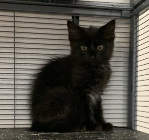 COBRA - Domestic Medium Hair available for adoption