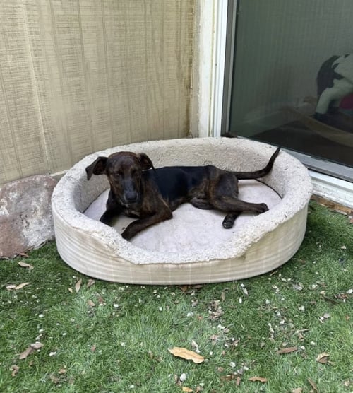 HOPS - TRAINING CAMP - Beagle / Plott Hound available for adoption