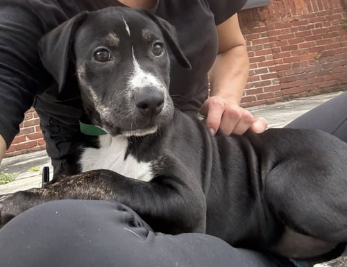 CARISSA - Catahoula Leopard Dog available for adoption