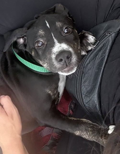 CARISSA - Catahoula Leopard Dog available for adoption