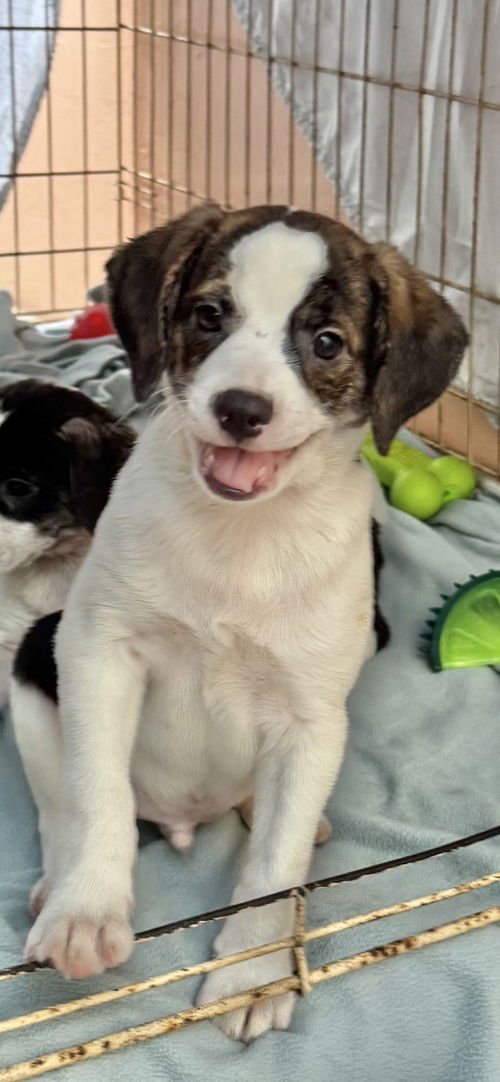 PRESTON FH - Rat Terrier / Parson Russell Terrier available for adoption