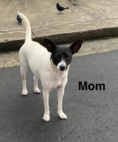 PRESTON FH - Rat Terrier / Parson Russell Terrier available for adoption