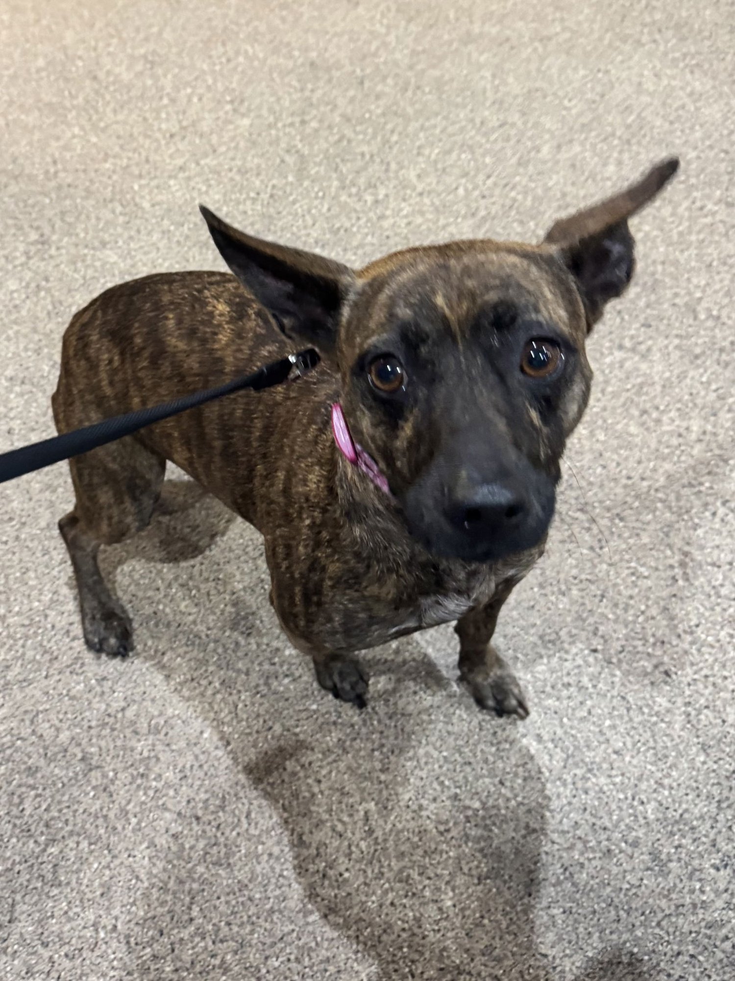 LIORA FH - Chihuahua / Terrier available for adoption
