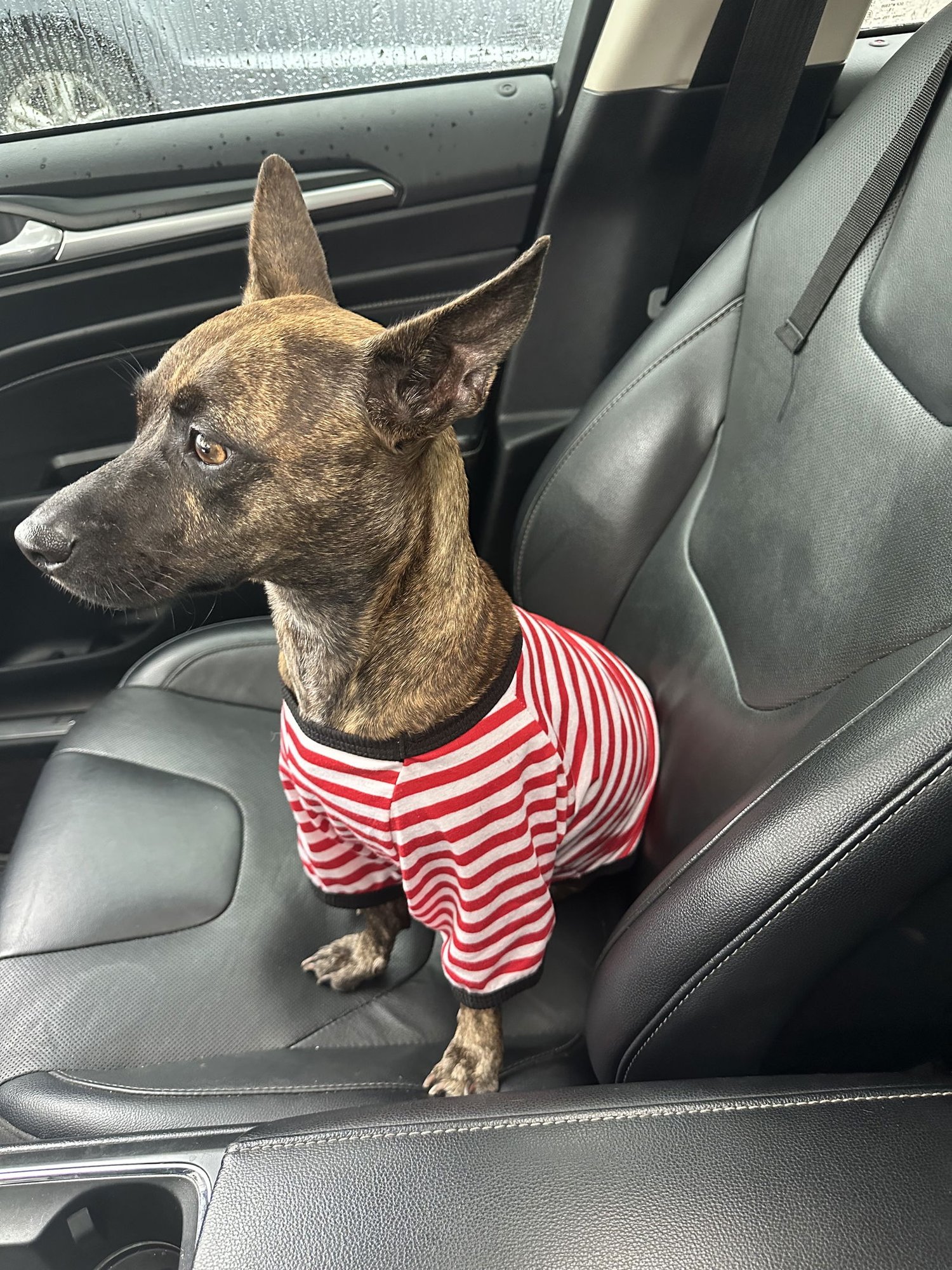 LIORA FH - Chihuahua / Terrier available for adoption
