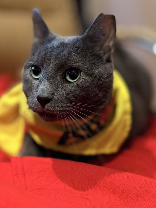 RICHARD - Domestic Short Hair available for adoption