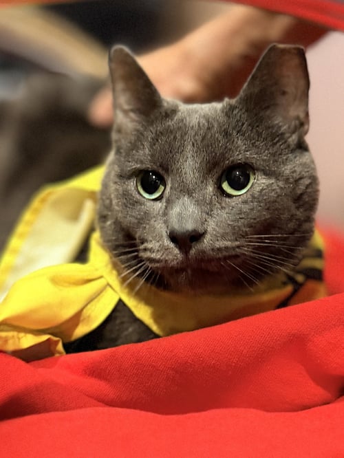RICHARD - Domestic Short Hair available for adoption