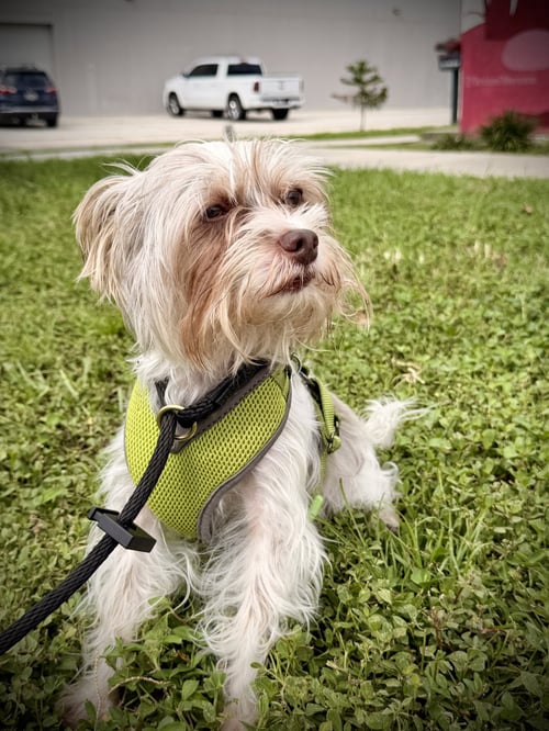 LINK FH - Yorkshire Terrier Yorkie available for adoption